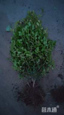 高度50厘米瓜子黄杨