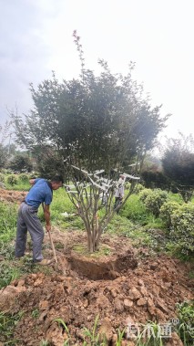 高度350厘米丛生金枝槐