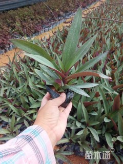 高度20厘米小蚌兰