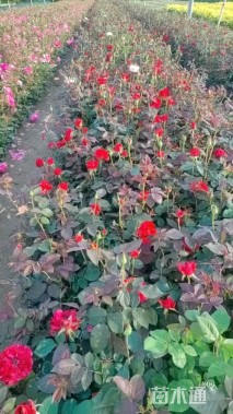 高度30厘米大花月季