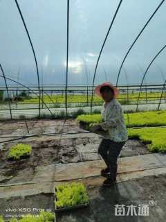 高度5厘米金叶佛甲草