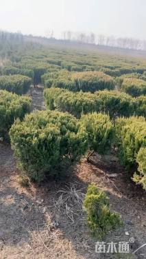 冠幅120厘米龙柏球