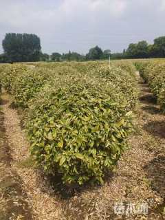 冠幅160厘米金边胡颓子球