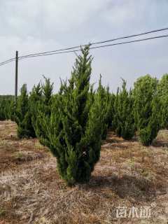 高度100厘米龙柏
