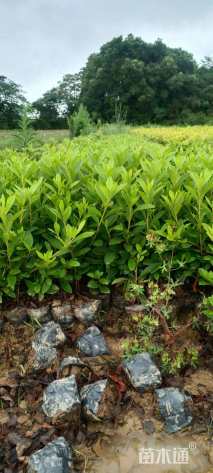 高度25厘米杜鹃