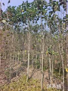 高度400厘米郁金香玉兰