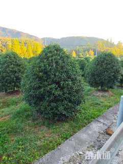 高度250厘米丛生桂花