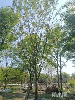 20公分朴树