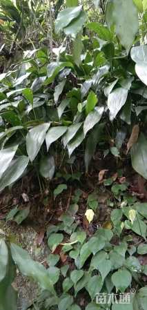 高度40厘米一叶兰