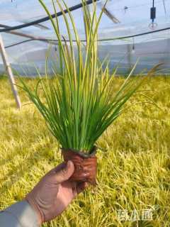 高度40厘米金叶石菖蒲