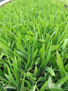 高度10厘米射干