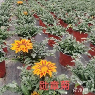 高度20厘米勋章菊