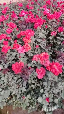 高度50厘米大花月季