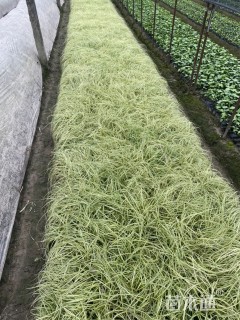 高度15厘米金叶苔草