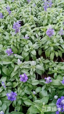 高度30厘米鼠尾草