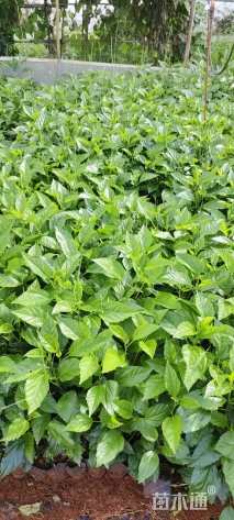 高度30厘米扶桑