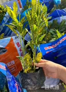 高度25厘米变叶木