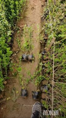 高度30厘米卫矛