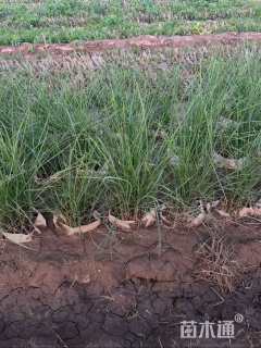 高度60厘米细叶芒