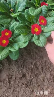 高度10厘米报春花
