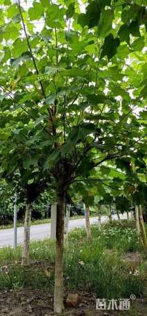 高度300厘米木芙蓉