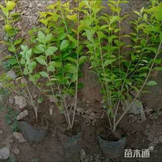 高度59厘米金叶女贞