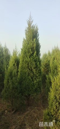 高度300厘米塔柏