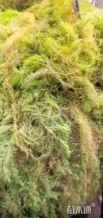 高度40厘米金鱼藻