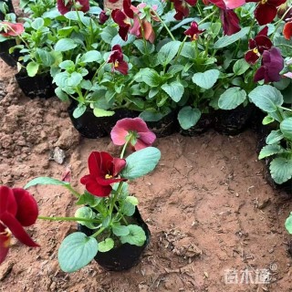 高度14厘米三色堇