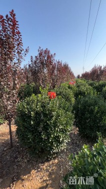 冠幅110厘米大叶黄杨球