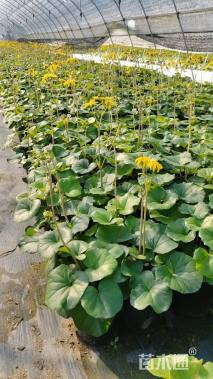 高度40厘米大吴风草