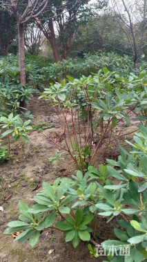 高度120厘米结香球