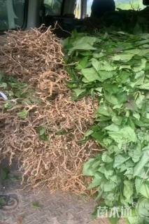 高度30厘米臭牡丹