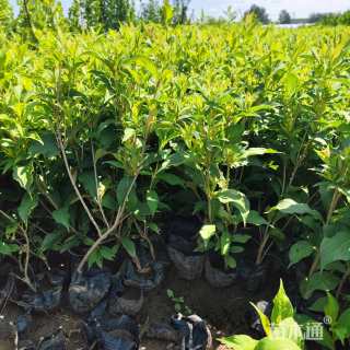 高度25厘米红王子锦带