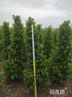 高度200厘米火山榕