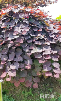 8公分加拿大紫荆