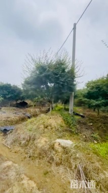 20公分鸡爪槭