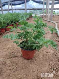 高度20厘米天竺葵