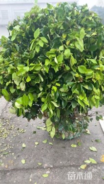 冠幅121厘米金森女贞球