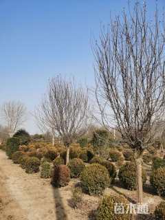 12公分木瓜海棠