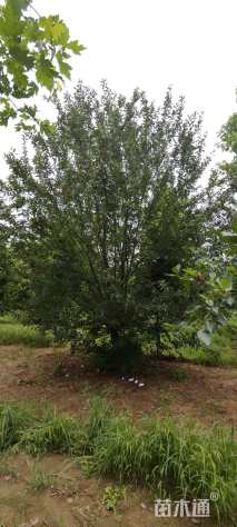 20公分绚丽海棠