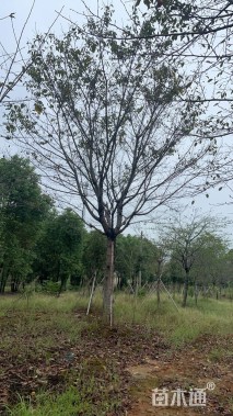 原生苗染井吉野樱