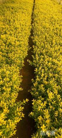 高度20厘米连翘