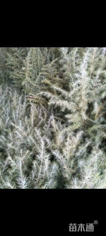 高度70厘米雪松