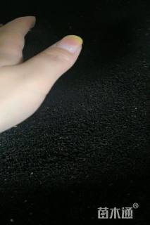 红色长春花种子长春花种子