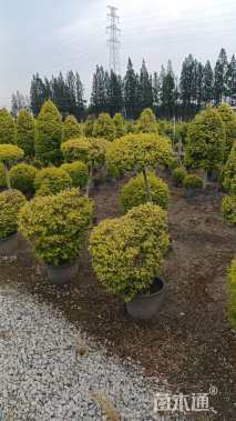 冠幅80厘米亮晶女贞球