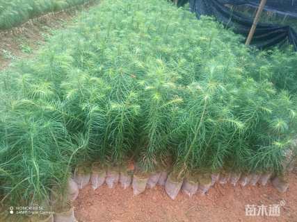 高度30厘米杉木小苗