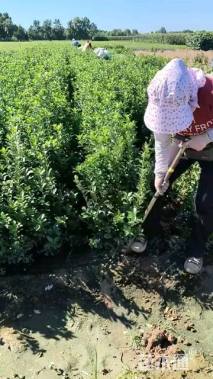 高度80厘米大叶黄杨