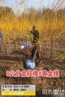 6公分矮接金枝槐