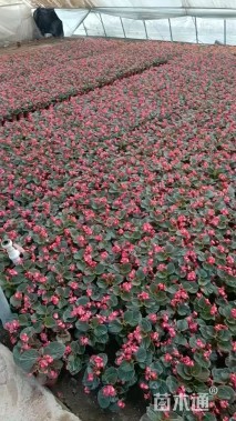 高度10厘米四季海棠